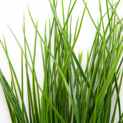 Трава искусственная -4, шт  (осока 50 см/8 см  7 листов)				 - купить в Балаково. Цена: 130.73 руб.